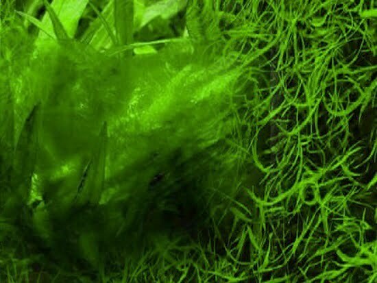 Alga Affa