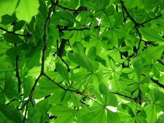 verde