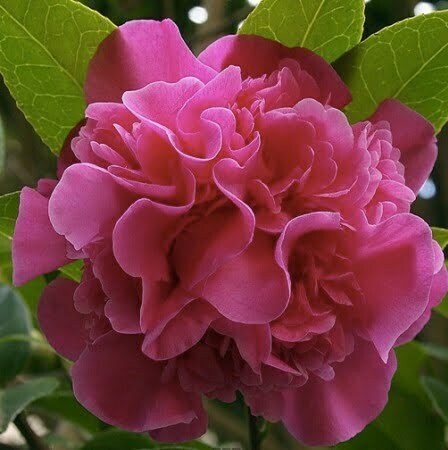 camelie