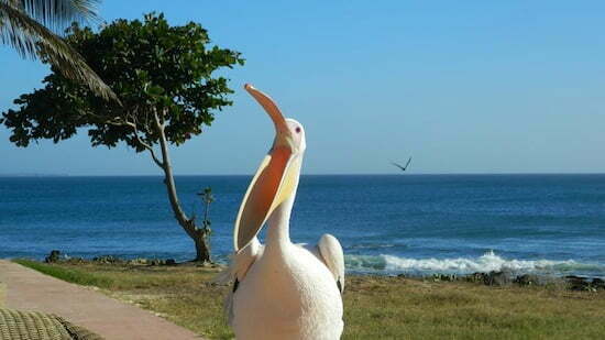 pelican