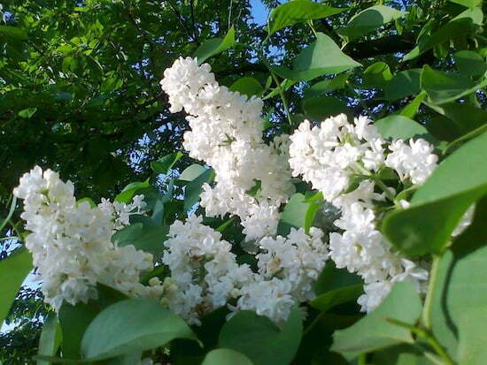 liliac