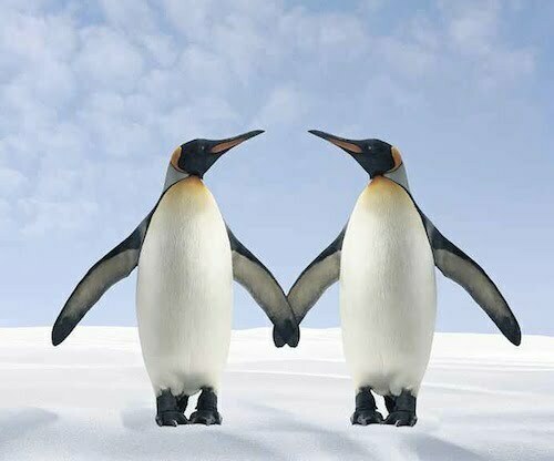 two-penguins-holding-hands-fuse