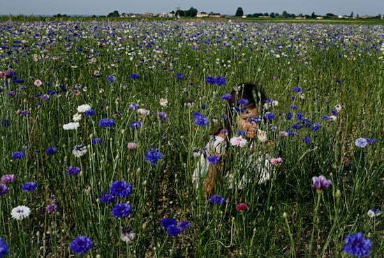 fieldofflowers