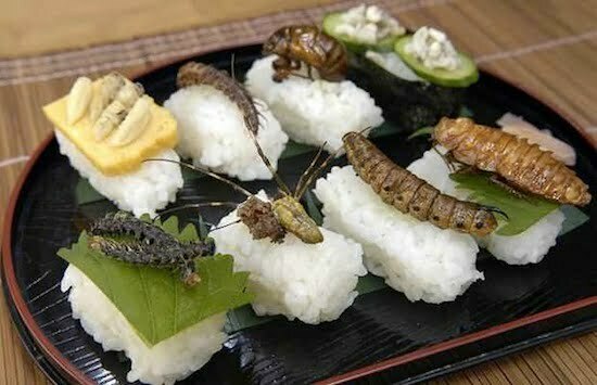 sushi crawly cuisine
