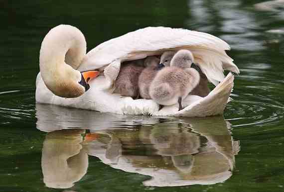 animal-parents-2-Copy