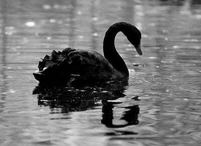 lebada-neagra-alb-negru