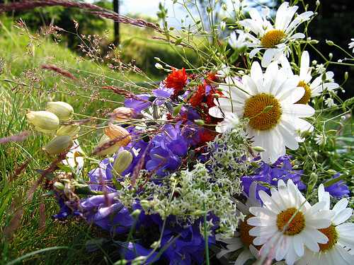 floridecamp