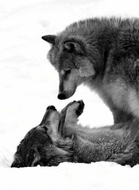 amor