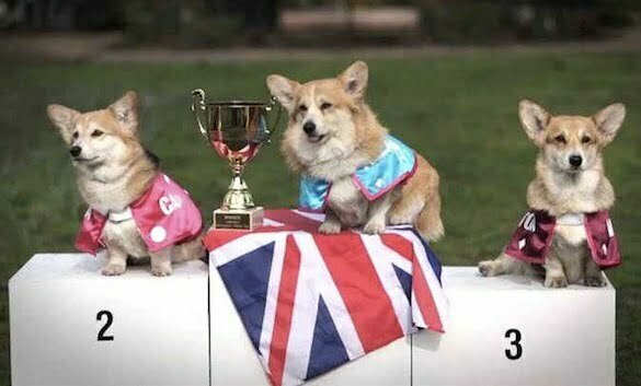 royal-corgi-race 2
