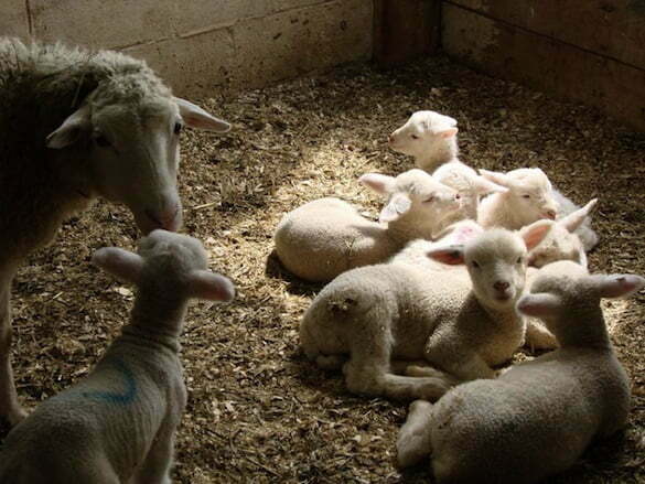 finding-lamb