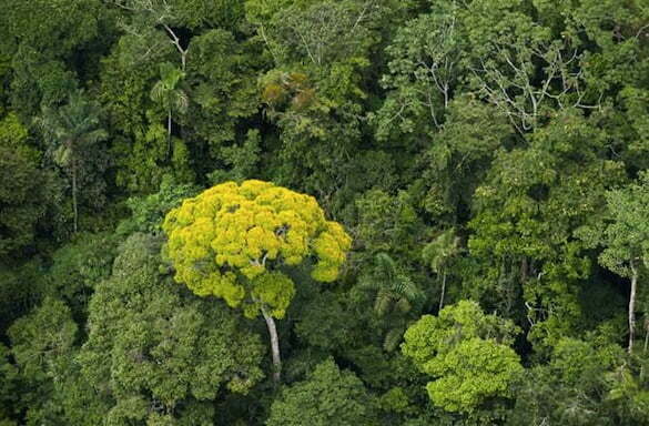 ecuador-breaks-guiness-record-reforestation-670