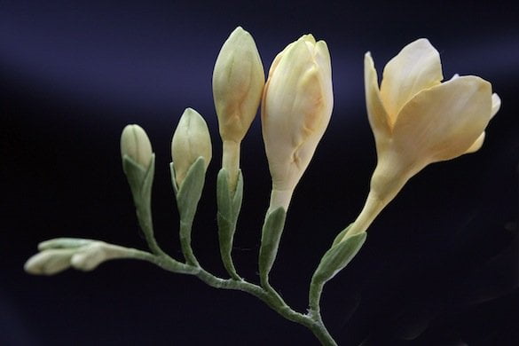 Freesia