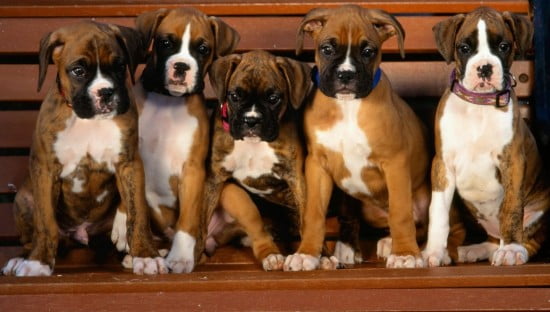 boxer-puppies-wallpaper-550x312