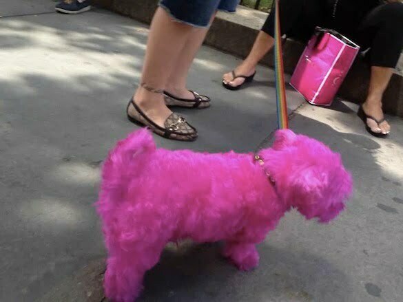 hot-pink-dog