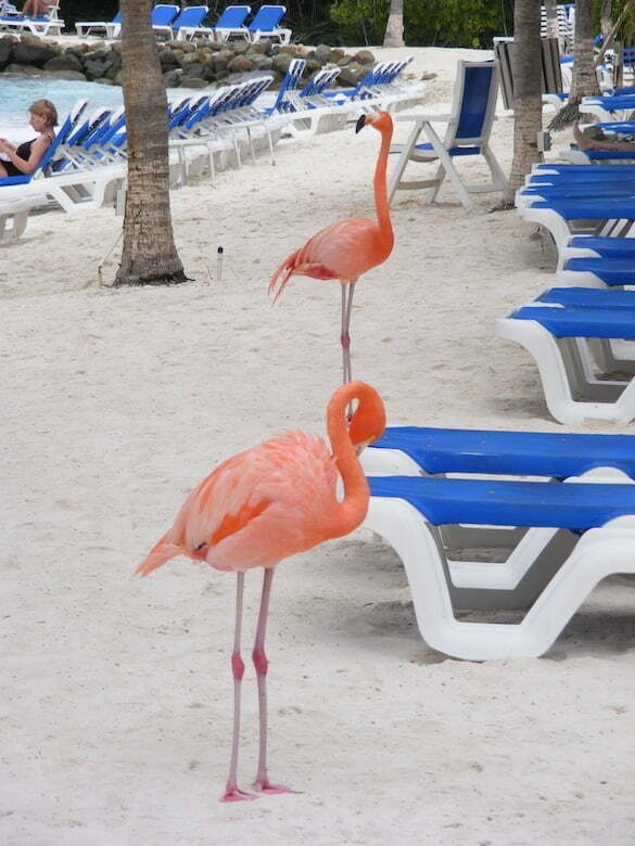 Flamingo