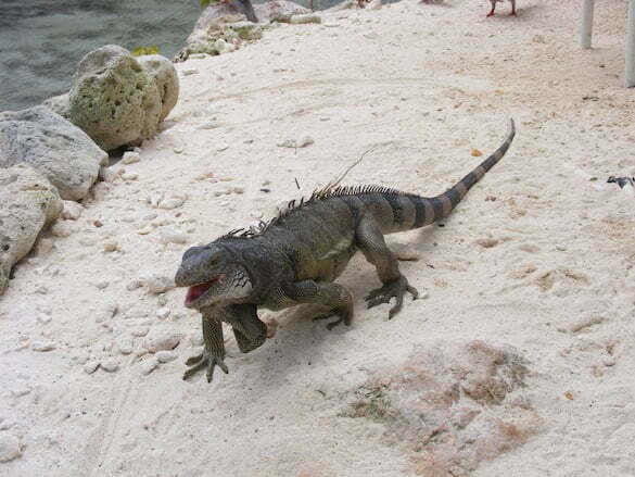 Iguana