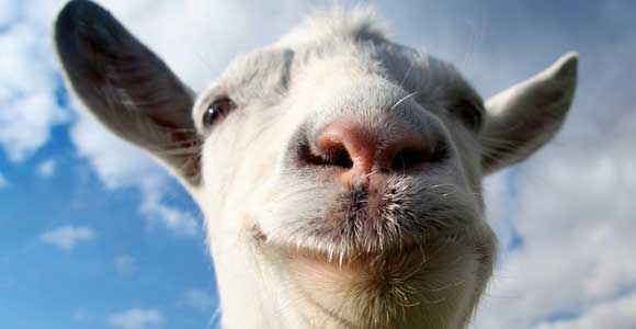 goat_simulator