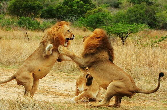lions-fighting-images