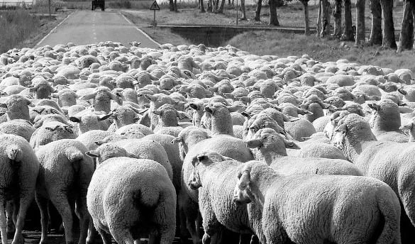 sheep-herd