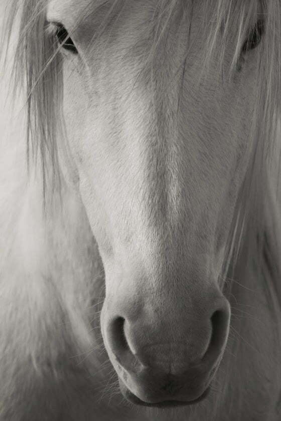 white-horse