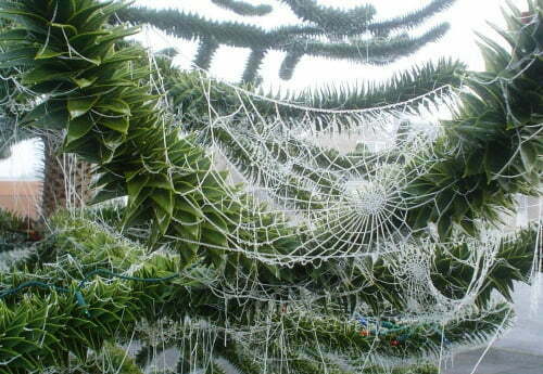 spiderwb-christmas-tree