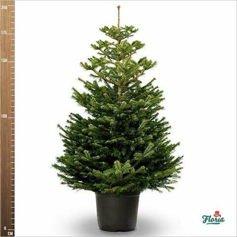flori-brad-crescut-in-ghiveci-175-200-cm-33166