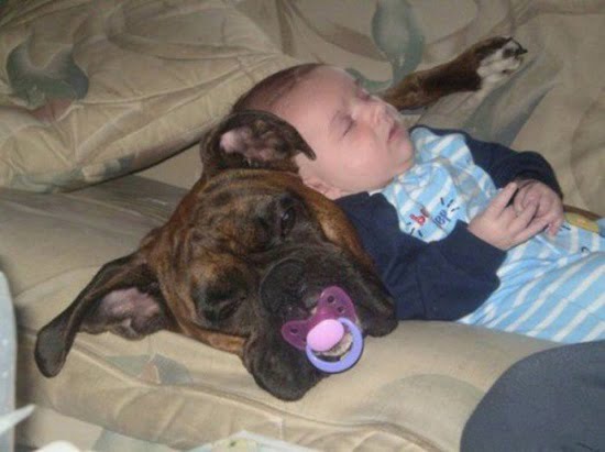 bebe doarme pe caine