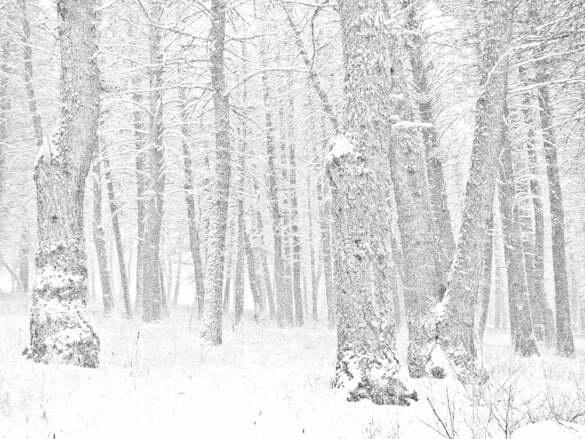 snow-trees