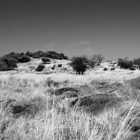 Rural field
