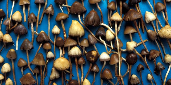 ciuperci halucinogene