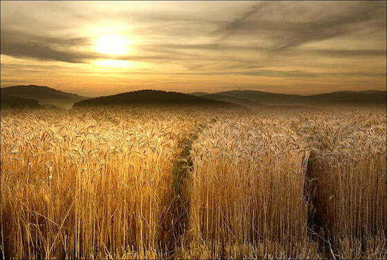 gold field
