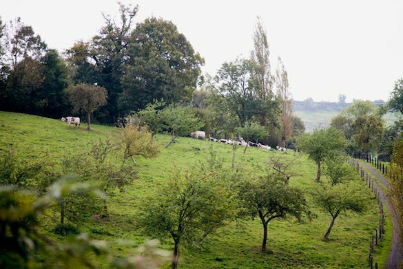on-the-route-du-cidre-credit-emli-bendixen-for-the-new-york-times