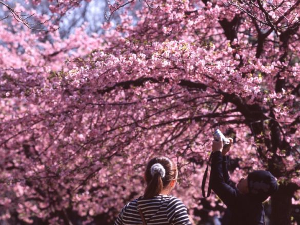 cherry_blossom_yoyogi_park_tokyo_japan