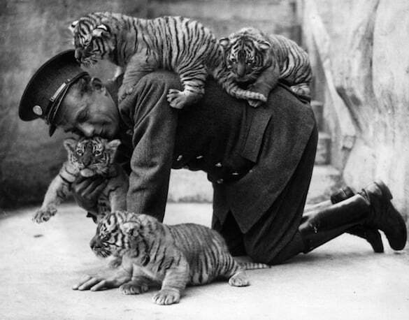 © getty images A zoo keeper and tiger cubs, 1937.