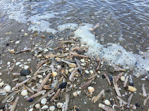 mare