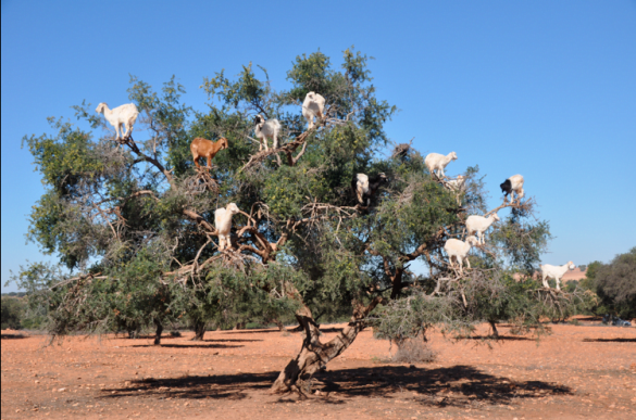 argan tree