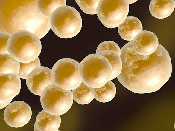 FAT CELLS