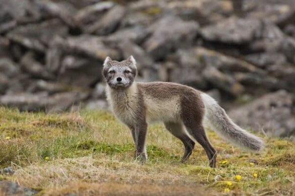 healthy-wild-arctic-fox-602x401