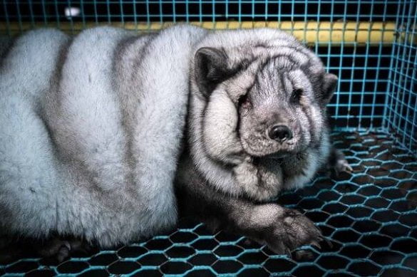 overweight-fox-fur-farm-finland-face-3-602x401