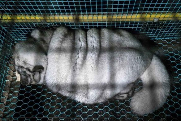 overweight-fox-fur-farm-finland-overhead-2-602x401