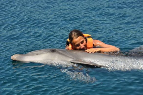 delfin4