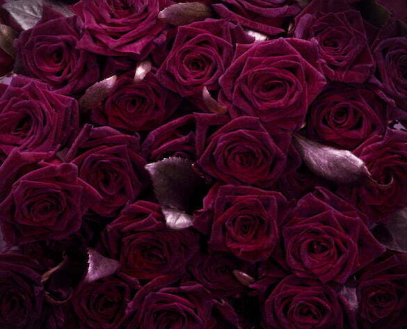 BLACK BACCARA_ROSES