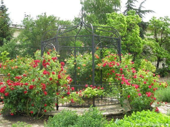 trandafiri-Gradina-Botanica-Balcic