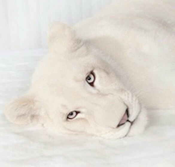 leoaica alba