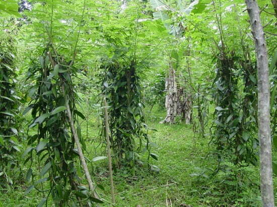 Une-plantation-de-vanille