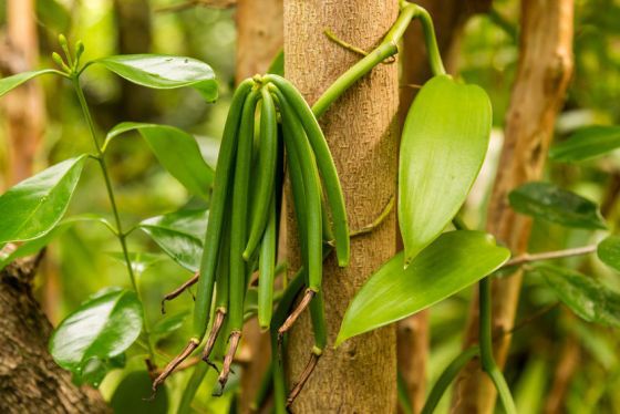 vanilla plant and green pod in the forest