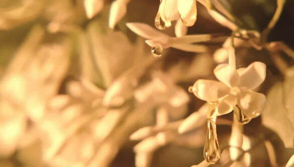 MCD_Aerations_AER_FLORAUX