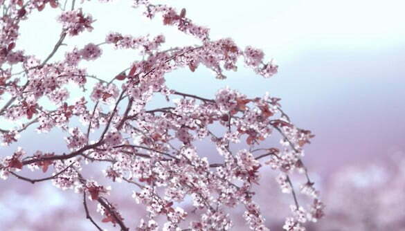 MCD_Aerations_AER_FLORAUX_LEGERS